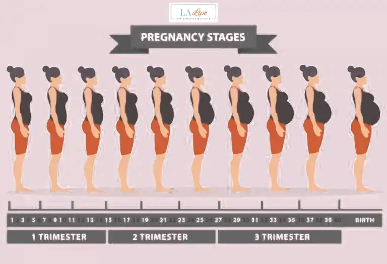 First Trimester (Weeks 1–12): Early Changes You Might Not Notice Binley